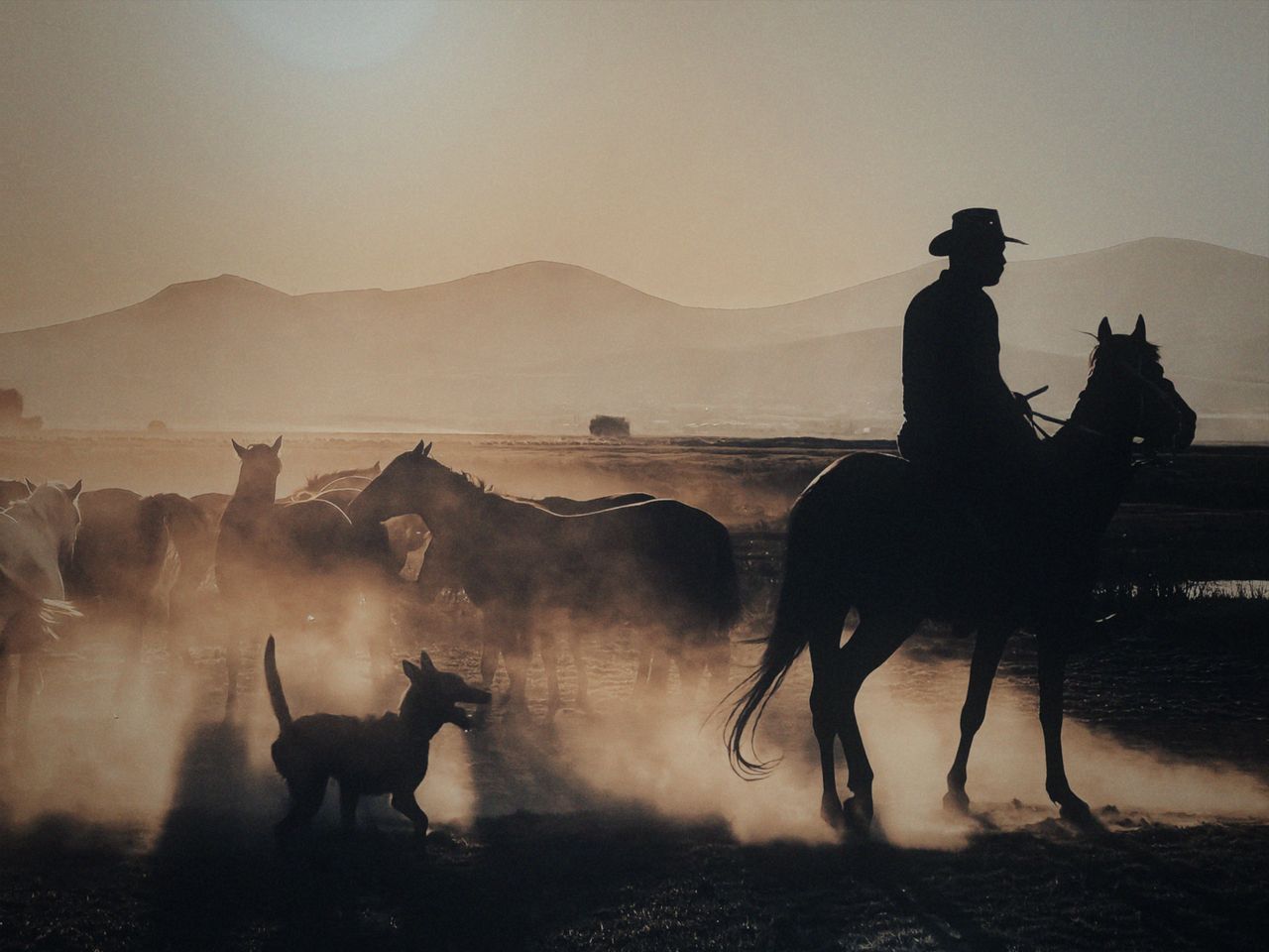 A horseman leads a herd through dusty plains at dawn, creating a dramatic silhouette.